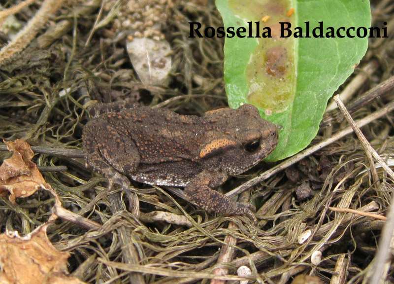 Piccoli rospi - Bufo bufo